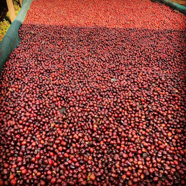 15.エルサルバドル ディビナ ナチュラル