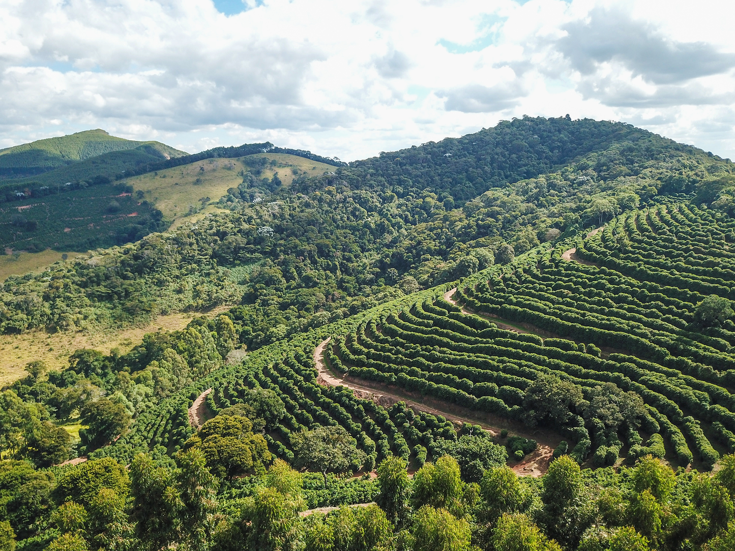 14.ブラジル カルモデミナス デカフェ